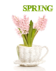 Pink Hyacinths