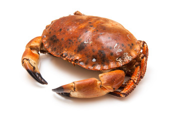Cooked brown crab isolated on a white studio background.