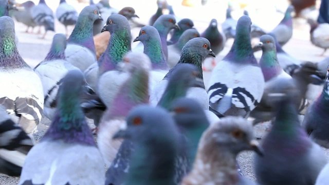 Flock of  Pigeons