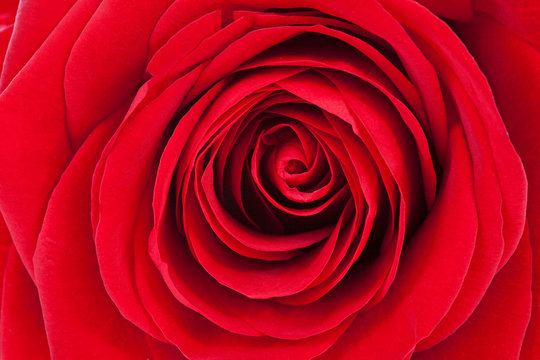 Wallpaper of beautiful red rose in closeup