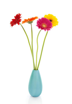 Four Gerber flowers in colorful vase
