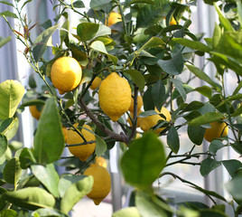 yellow lemons hanging from the tree of the lush orchard