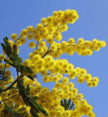 beautiful yellow mimosa in bloom and the blue sky