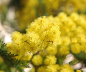 yellow mimosa in bloom and the background all yellow
