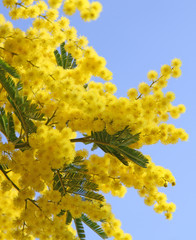 beautiful yellow mimosa