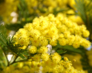 beautiful yellow mimosa in bloom