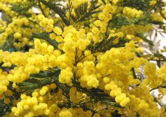 yellow mimosa and the symbol of the celebration of women