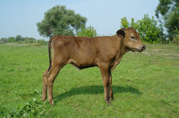 Fototapeta premium Young bull grazing in fresh pastures