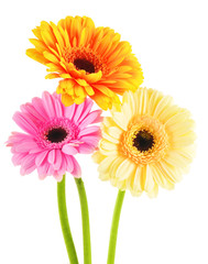 Composition with three gerberas isolated on white