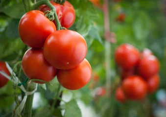 Fotobehang tomato © Dusan Kostic
