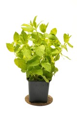 Mint in flowerpot on a white background