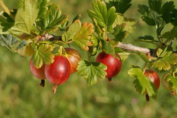 Gooseberry, fruit on a tree branch in an orchard