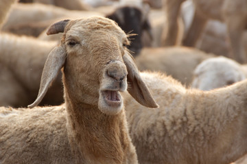 Fototapeta premium MHP#041113064917