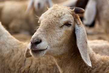 A flock of sheep while in a rest.