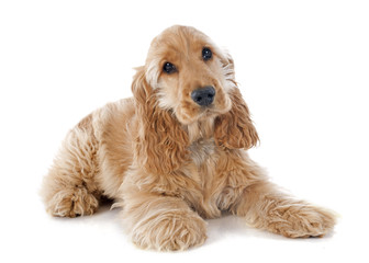 puppy cocker spaniel