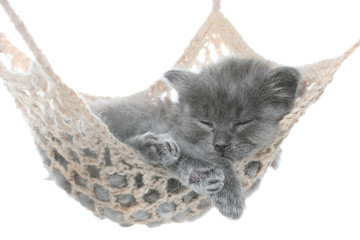 Cute gray kitten in hammock