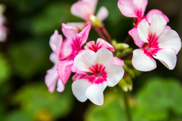 Fototapeta na wymiar Beautiful pansy flower at Mae Fah Luang Garden