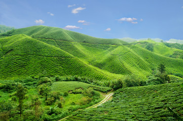 Tea plantation