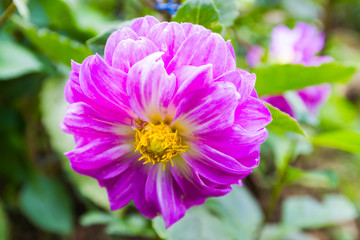 Obraz premium Garden dahlias at Mae Fah Luang Garden