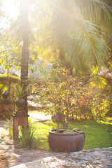 Fototapeta premium Green tropical garden