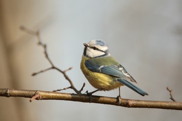 Blue tit - Parus caeruleus on a twig