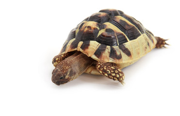 Obraz premium baby Hermann's tortoise on white