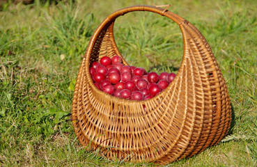 Wild plums in a basket