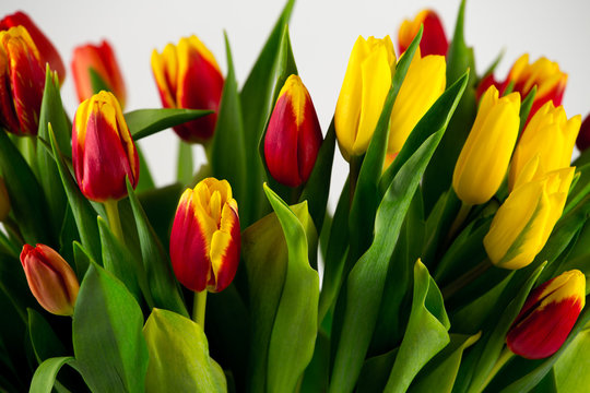 many tulips closeup