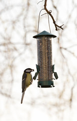 Oiseau mésange charbonnière à la mangeoire