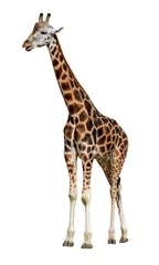 Papier Peint photo Lavable Girafe girafe isolée
