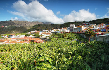 Fototapeta na wymiar Banana plantation at Tazacorte, La Palma, Canary Islands