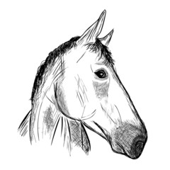 Hand draw : Horse head 2