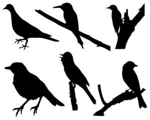 Birds Silhouettes