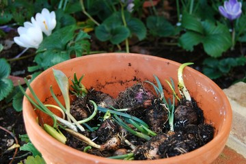 Pot of flower bulbs