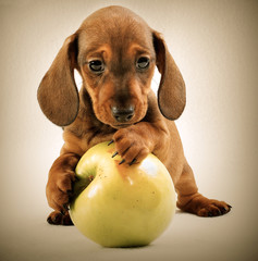 Dachshund puppy