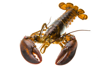 Raw lobster