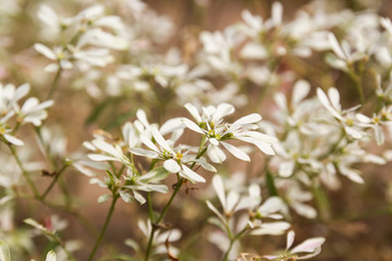 White flower on Phu Tok