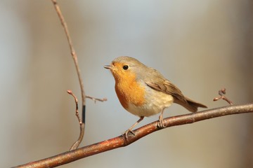 European Robin - Erithacus rubecula on a twig