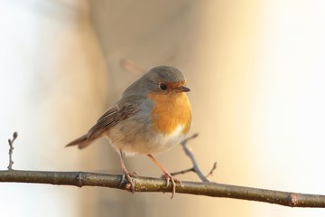 European Robin - Erithacus rubecula on a twig at dawn