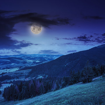 coniferous forest on a mountain slope at night