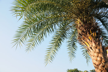 Fototapeta premium Beautiful leaves of palm trees