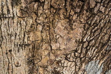 Bark of tree texture