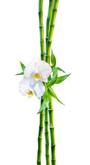 couple concept - two orchid flowers and shoots bamboo