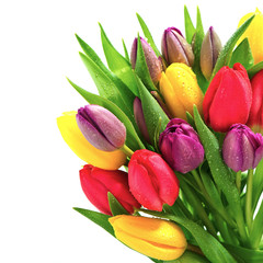 Fototapeta premium fresh spring tulip flowers with water drops