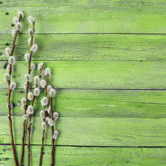 pussy willow twigs on wood background © Alina G