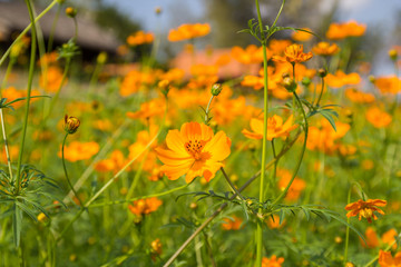 Beautiful orange flowers