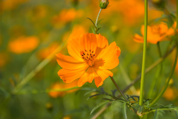 Beautiful orange flowers