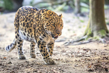 Amur Leopard - Panthera pardus orientalis - obrazy, fototapety, plakaty
