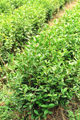 tea trees grow