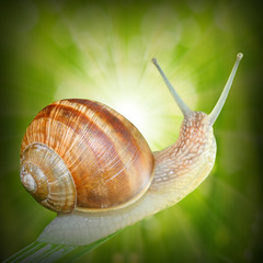 Natural background with Edible snail (Helix pomatia).